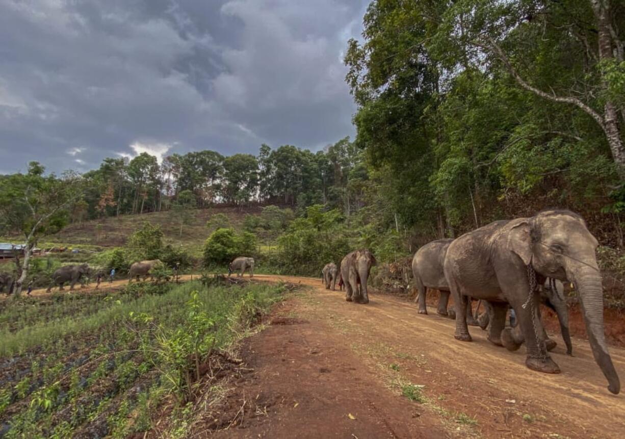 In this Thursday, April 30, 2020, photo provided by the Save Elephant Foundation, a herd of 11 elephants walk along a dirt road during a 150-kilometer (93 mile) journey from Mae Wang to Ban Huay in northern Thailand. Save Elephant Foundation are helping elephants who have lost their jobs at sanctuary parks due to the lack of tourists from the coronavirus pandemic to return home to their natural habitats.