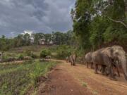 In this Thursday, April 30, 2020, photo provided by the Save Elephant Foundation, a herd of 11 elephants walk along a dirt road during a 150-kilometer (93 mile) journey from Mae Wang to Ban Huay in northern Thailand. Save Elephant Foundation are helping elephants who have lost their jobs at sanctuary parks due to the lack of tourists from the coronavirus pandemic to return home to their natural habitats.