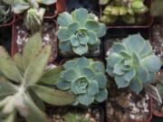 Succulents have been on display in past years at the Clark Public Utilities Home and Garden Idea Fair. This year, you can find nurseries online as part of the virtual fair.