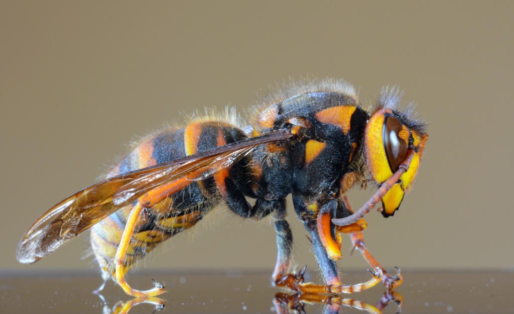 Closeup macro of a Japanese giant hornet or "murder hornet" because of the way they attack honey bees, the largest species of hornet in the world.