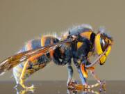 Closeup macro of a Japanese giant hornet or "murder hornet" because of the way they attack honey bees, the largest species of hornet in the world.