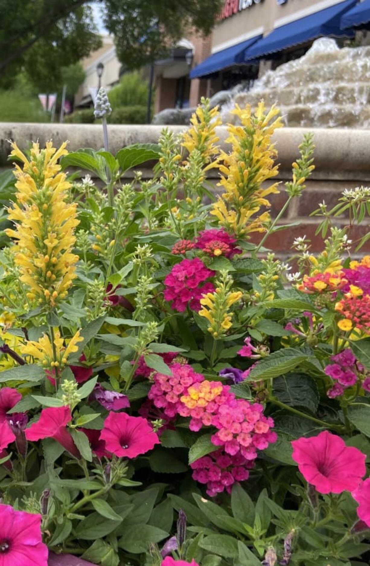 Poquito Butter Yellow agastache is an award-winning hummingbird mint that will attract bees, butterflies and hummingbirds.