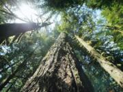 Old growth Douglas fir trees stand along the Salmon river Trail on the Mt. Hood National Forest outside Zigzag, Ore.