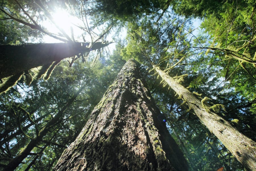 Old growth Douglas fir trees stand along the Salmon river Trail on the Mt. Hood National Forest outside Zigzag, Ore.