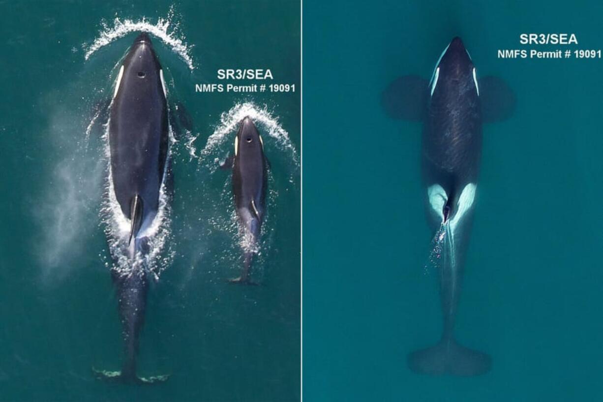 Aerial images of southern resident killer whales: An adult female, J31, at left, and her newborn calf, J56. J56 was the most recent addition last year to this endangered population, and mom appears to be in robust condition despite the high energetic cost of lactation. At right is an adult male, J27, the largest whale in J-pod.