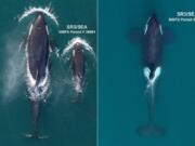 Aerial images of southern resident killer whales: An adult female, J31, at left, and her newborn calf, J56. J56 was the most recent addition last year to this endangered population, and mom appears to be in robust condition despite the high energetic cost of lactation. At right is an adult male, J27, the largest whale in J-pod.