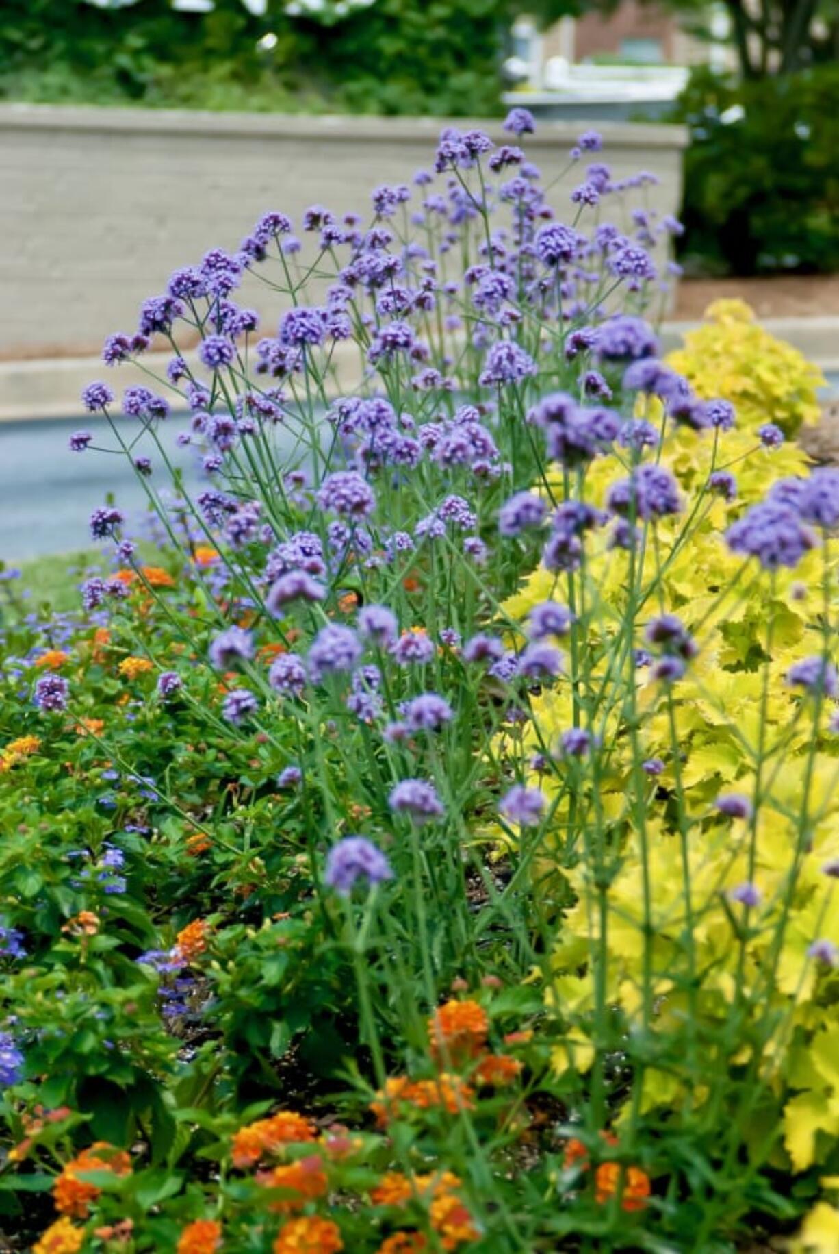 Meteor Showers verbena towers above Luscious Marmalade lantana and golden coleus, creating a bed with see-though flowers but also one with triadic harmony of color.