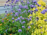 Meteor Showers verbena towers above Luscious Marmalade lantana and golden coleus, creating a bed with see-though flowers but also one with triadic harmony of color.