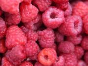 Freshly picked raspberries are a delicious summer treat.