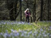 Log some miles for the 100 Miles in 100 Days challenge at Lacamas Lake Regional Park, where a few Camas lilies might still be blooming.