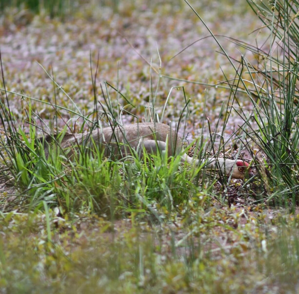 A sandhill crane family has been nesting at the Ridgefield National Wildlife Refuge. Project leader Eric Anderson of the U.S. Fish and Wildlife Service took this photo of one of the cranes on its nest.