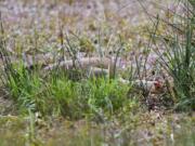 A sandhill crane family has been nesting at the Ridgefield National Wildlife Refuge. Project leader Eric Anderson of the U.S. Fish and Wildlife Service took this photo of one of the cranes on its nest.