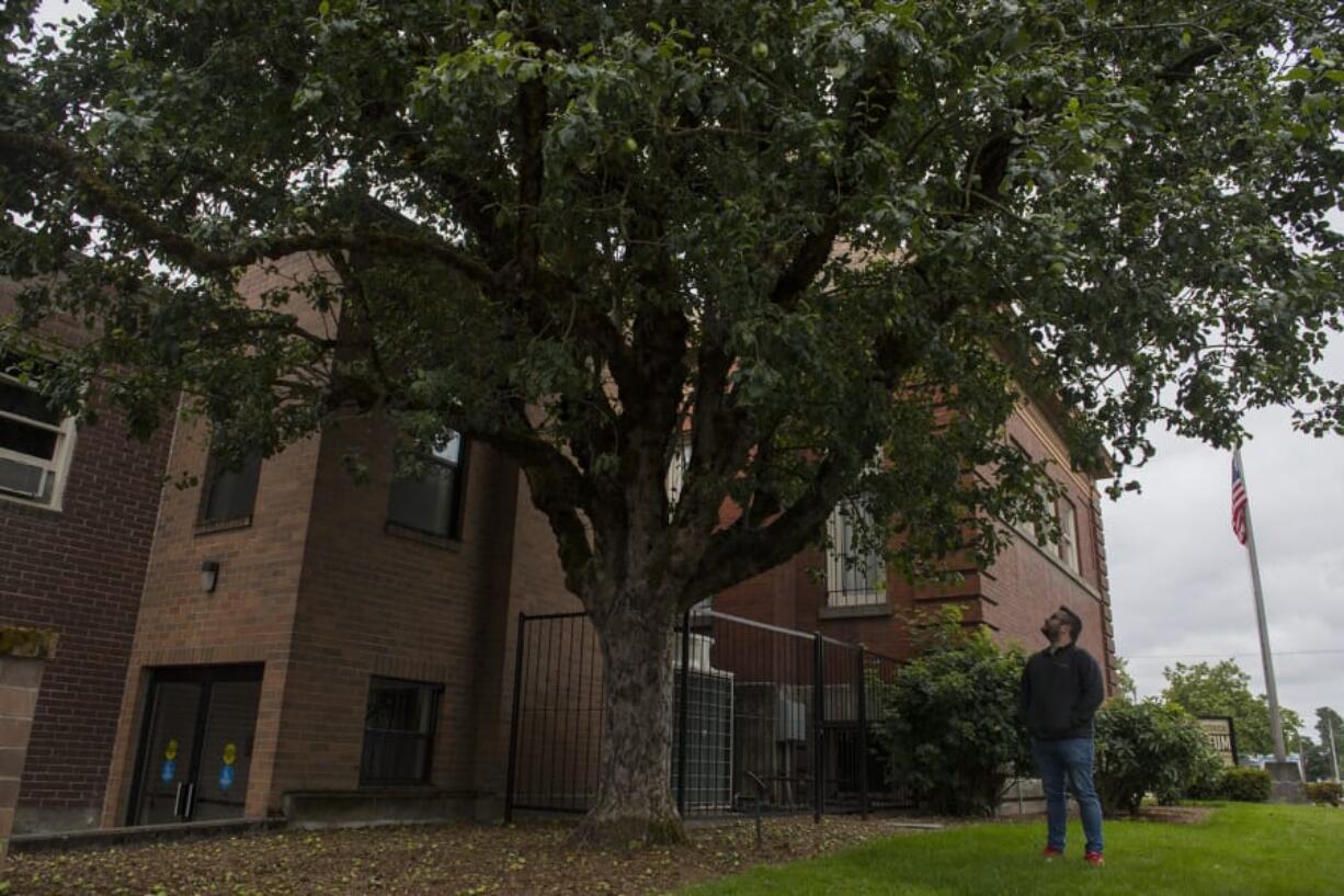 Brad Richardson, executive director of the Clark County Historical Museum, looks over one of the better known descendants of the Old Apple Tree. It&#039;s outside the museum in Uptown Village.