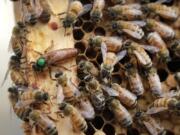 The queen bee (marked in green) and worker bees move around a hive at the Veterans Affairs in Manchester, N.H.