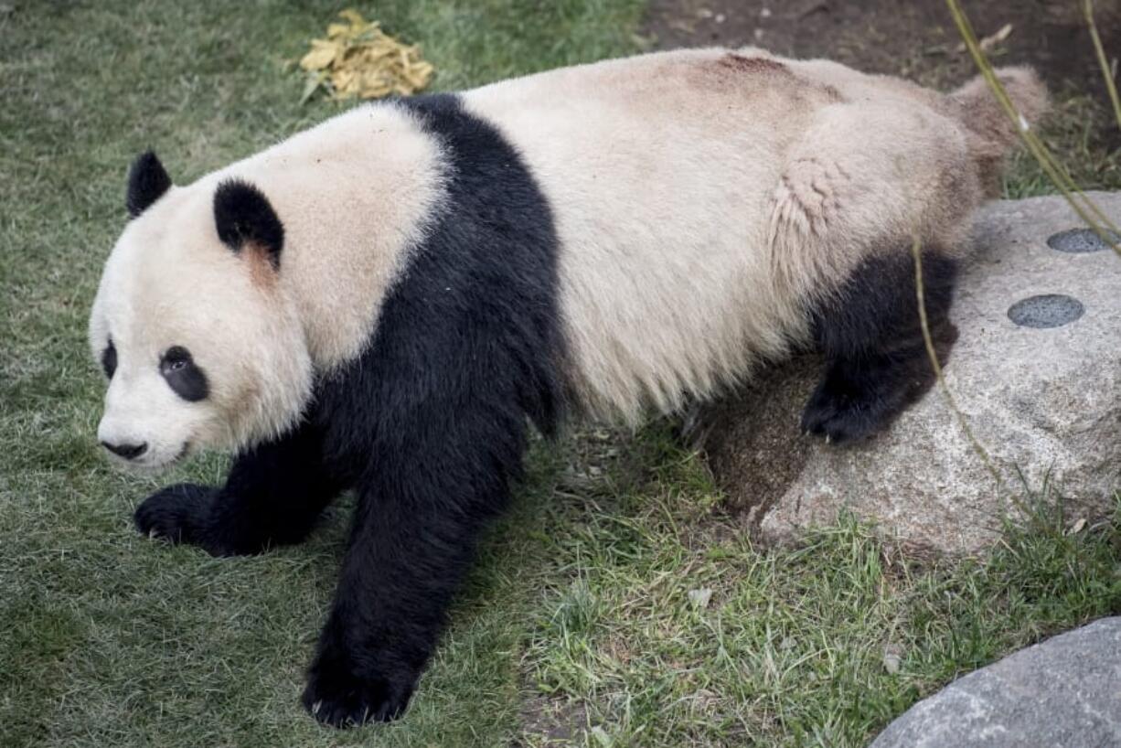 FILE - This Monday, April 8, 2019 file photo, shows the panda Xing Er at Copenhagen Zoo. Xing Er, one of Copenhagen Zoo&#039;s giant pandas, escaped from its enclosure, Monday June 8, 2020, and roamed the park before staff were able to sedate it and bring it back.