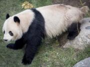 FILE - This Monday, April 8, 2019 file photo, shows the panda Xing Er at Copenhagen Zoo. Xing Er, one of Copenhagen Zoo&#039;s giant pandas, escaped from its enclosure, Monday June 8, 2020, and roamed the park before staff were able to sedate it and bring it back.