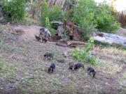 This June 3, 2020 image taken from a Web camera provided by ABQ BioPark shows Mexican gray wolf parents play with their second litter of seven pups born in May, who recently came out of their underground den for the first time to explore their environment at the ABQ BioPark in Albuquerque, N.M.