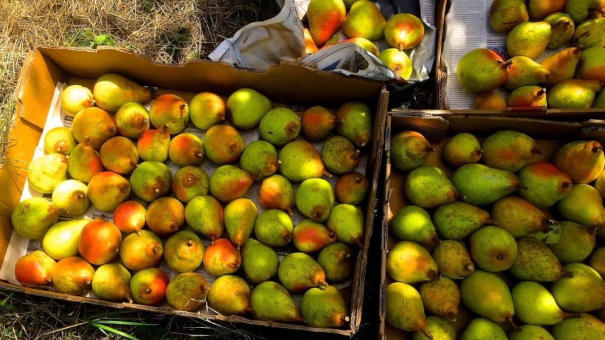 These freshly picked pears from a home orchard near Langley were donated to a local food bank where they were reported to be popular with its clients.