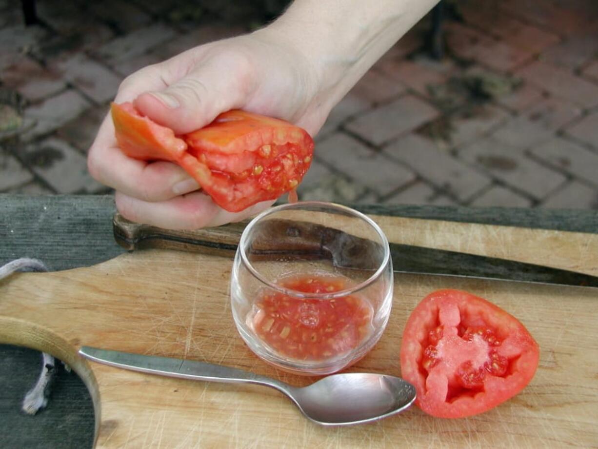 Cutting a tomato in half and squeezing the seeds into a glass or a jar is the first step to having your home-grown seeds for next year&#039;s tomatoes.