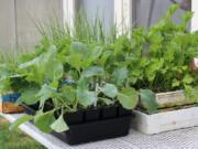 Sprouting seeds, then carefully moving them to individual cells is an easy and compact way to have transplants ready to fill in spaces opened up by harvested vegetables.