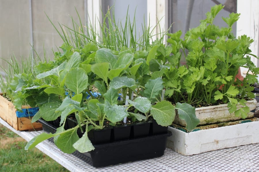 Sprouting seeds, then carefully moving them to individual cells is an easy and compact way to have transplants ready to fill in spaces opened up by harvested vegetables.