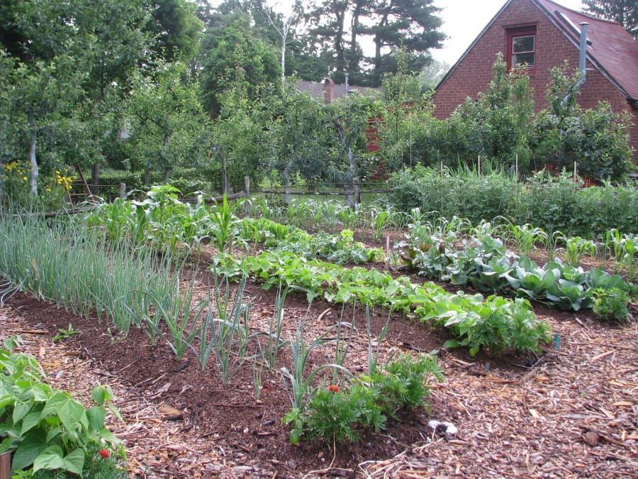 A surprisingly large number of vegetables can be harvested from even a small vegetable garden.