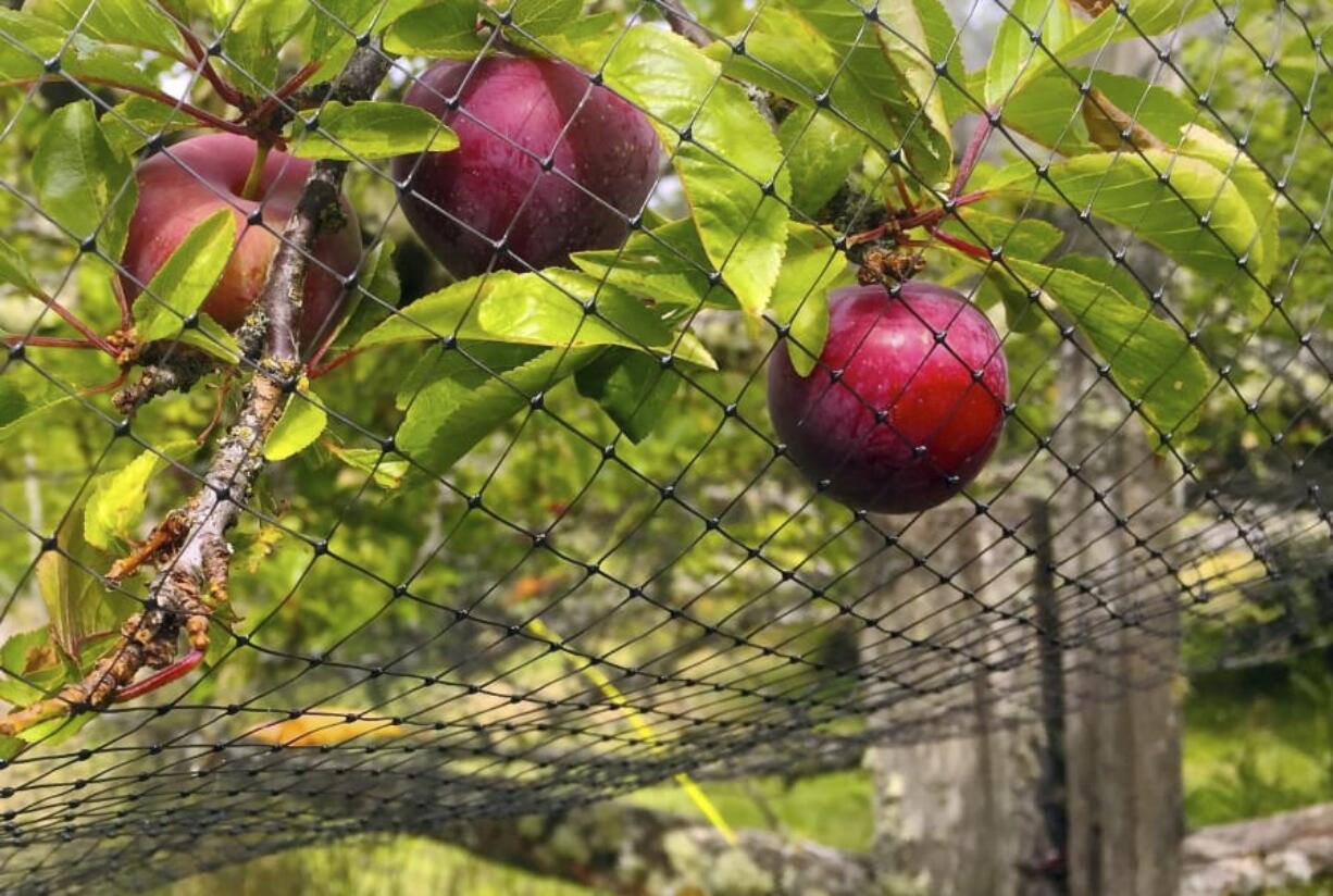 This photo taken July 7, 2019, in an orchard near Langley, Wash., shows netting that has been thrown over a small fruit tree to discourage foraging by birds. Netting is cheap but is cumbersome to drape over anything but small fruit trees, berry-laden vines and shrubs. Even small openings will allow birds to feed.