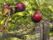 This photo taken July 7, 2019, in an orchard near Langley, Wash., shows netting that has been thrown over a small fruit tree to discourage foraging by birds. Netting is cheap but is cumbersome to drape over anything but small fruit trees, berry-laden vines and shrubs. Even small openings will allow birds to feed.