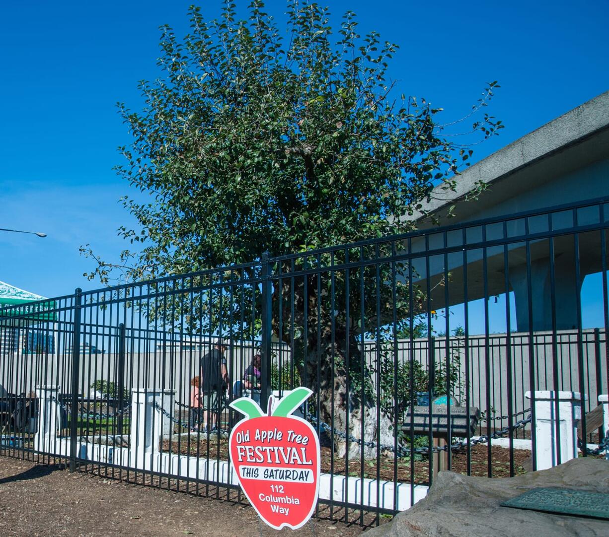 The Old Apple Tree, shown during the 2018 Old Apple Tree Festival, died recently at age 194.