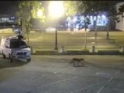 In this image from surveillance camera video, a young mountain lion wanders through a TV station&#039;s parking lot Tuesday in San Francisco.