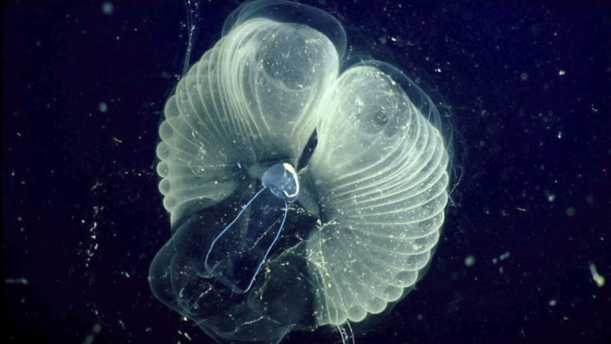 A close-up view of a giant larvacean and its &quot;inner house&quot; -- a mucus filter derived from snot that comes from the animal&#039;s head that it uses to collect food.