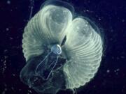 A close-up view of a giant larvacean and its &quot;inner house&quot; -- a mucus filter derived from snot that comes from the animal&#039;s head that it uses to collect food.