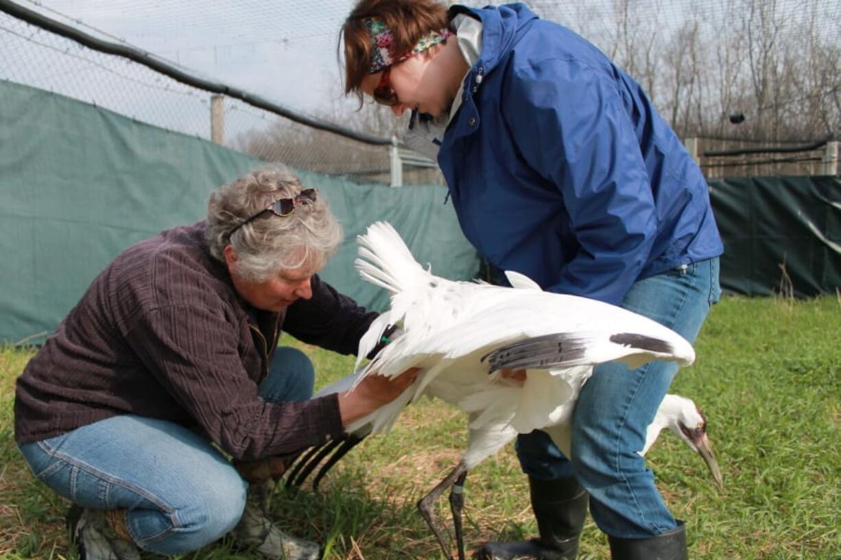 In this May 11, 2014 photo provided by the International Crane Foundation, curator of birds Kim Boardman holds an endangered whooping crane, while senior aviculturist Marianne Wellington performs artificial insemination. The foundation is not using the technique this year because foundation officials  feel it would go against COVID-19 social distancing guidelines. This is among reasons that far fewer young whooping cranes than usual will be released into the wiild this fall to help bring back the world&#039;s rarest crane.