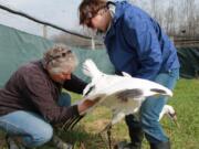 In this May 11, 2014 photo provided by the International Crane Foundation, curator of birds Kim Boardman holds an endangered whooping crane, while senior aviculturist Marianne Wellington performs artificial insemination. The foundation is not using the technique this year because foundation officials  feel it would go against COVID-19 social distancing guidelines. This is among reasons that far fewer young whooping cranes than usual will be released into the wiild this fall to help bring back the world&#039;s rarest crane.