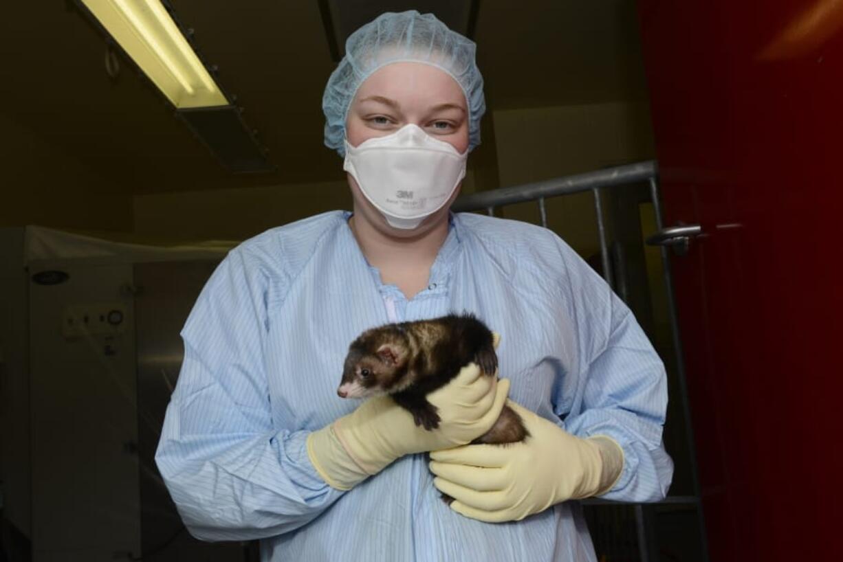 In this April 2014 photo provided by the Vaccine and Infectious Disease Organization-International Vaccine Centre at the University of Saskatchewan, a researcher holds a ferret at their facility in Saskatoon, Saskatchewan, Canada. In 2020, the lab is working with 300 ferrets developing a COVID-19 coronavirus vaccine candidate and testing other vaccine candidates and therapeutics.