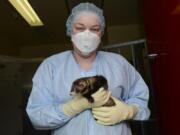 In this April 2014 photo provided by the Vaccine and Infectious Disease Organization-International Vaccine Centre at the University of Saskatchewan, a researcher holds a ferret at their facility in Saskatoon, Saskatchewan, Canada. In 2020, the lab is working with 300 ferrets developing a COVID-19 coronavirus vaccine candidate and testing other vaccine candidates and therapeutics.