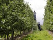 A supervisor looks up at a worker pulling honey crisp apples off trees during a thinning operation June 16 at an orchard in Yakima.