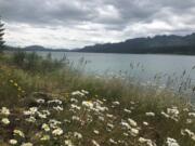 Wildflowers and Scotch broom line the Yale Reservoir Logging Road Trail on the south bank of the lake.