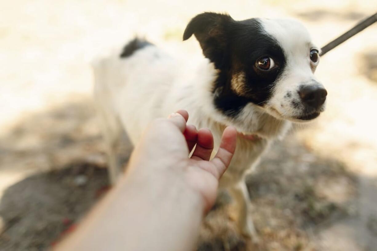 According to a recent survey of pet parents, 58% said they&#039;re worried their pets will suffer from separation anxiety when the humans return to work following the coronavirus pandemic.