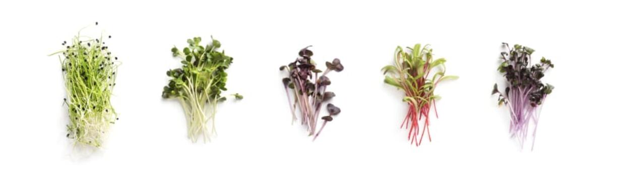 Assortment of micro greens from left, kale, alfalfa, sunflower, arugula, mustard sprouts.