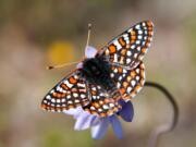 Quino checkerspot butterfly (Andrew Fisher/USFWS)