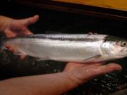 A sockeye salmon is shown.