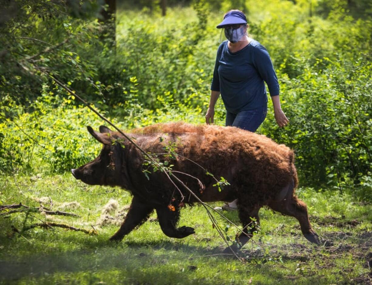 Tania Issa raises Mangalitsas on her farm, The Sheepish Pig. She says she has not needed to use medications on her livestock, which freely roam the property and forage, building their immune systems. &quot;We depend on our soil and spacing to keep our animals safe,&quot; Issa says.