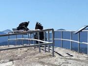 Endangered California condors were spotted May 28 on Moro Rock near the Giant Forest inside Sequoia National Park.