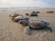 Oriented to the sun, newly hatched Kemp&#039;s ridley sea turtles crawl to the Gulf of Mexico.