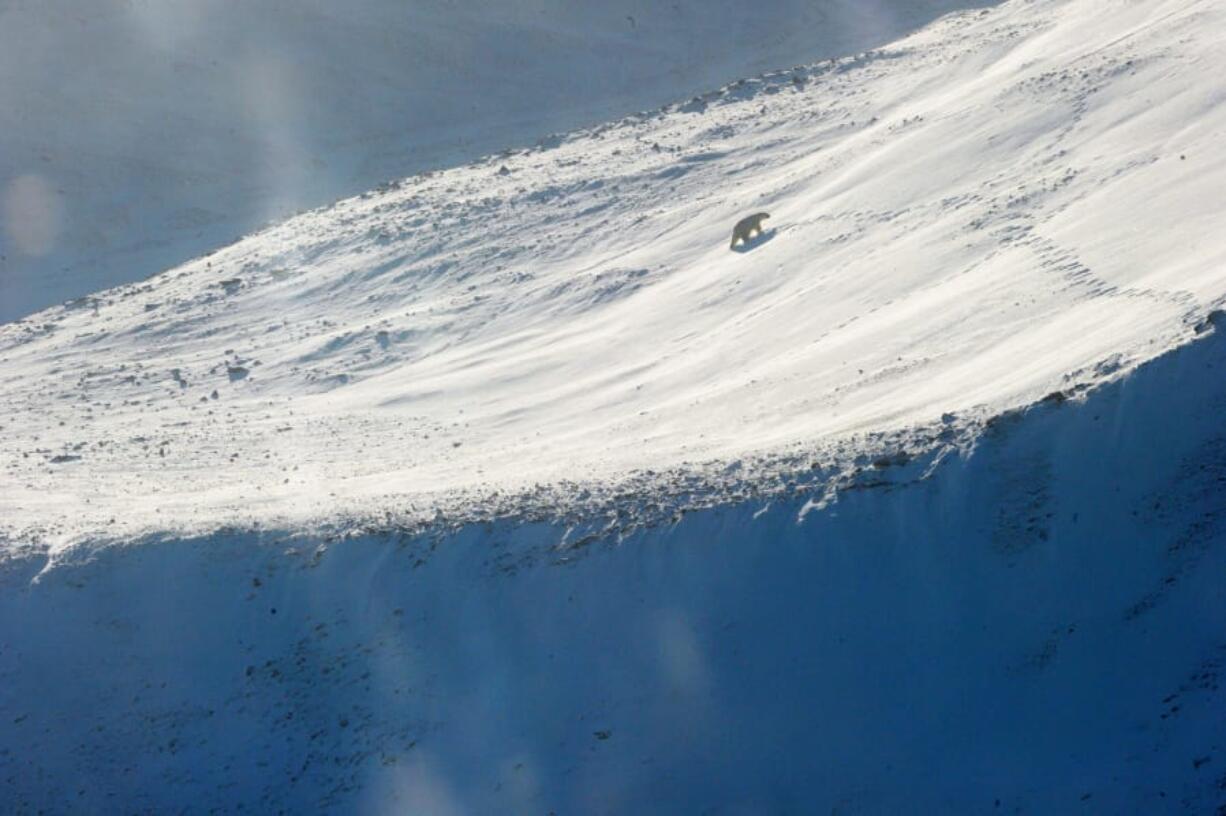 In this September 25, 2015 photo, a polar bear is seen on Griffith Island, in the Canadian High Arctic.