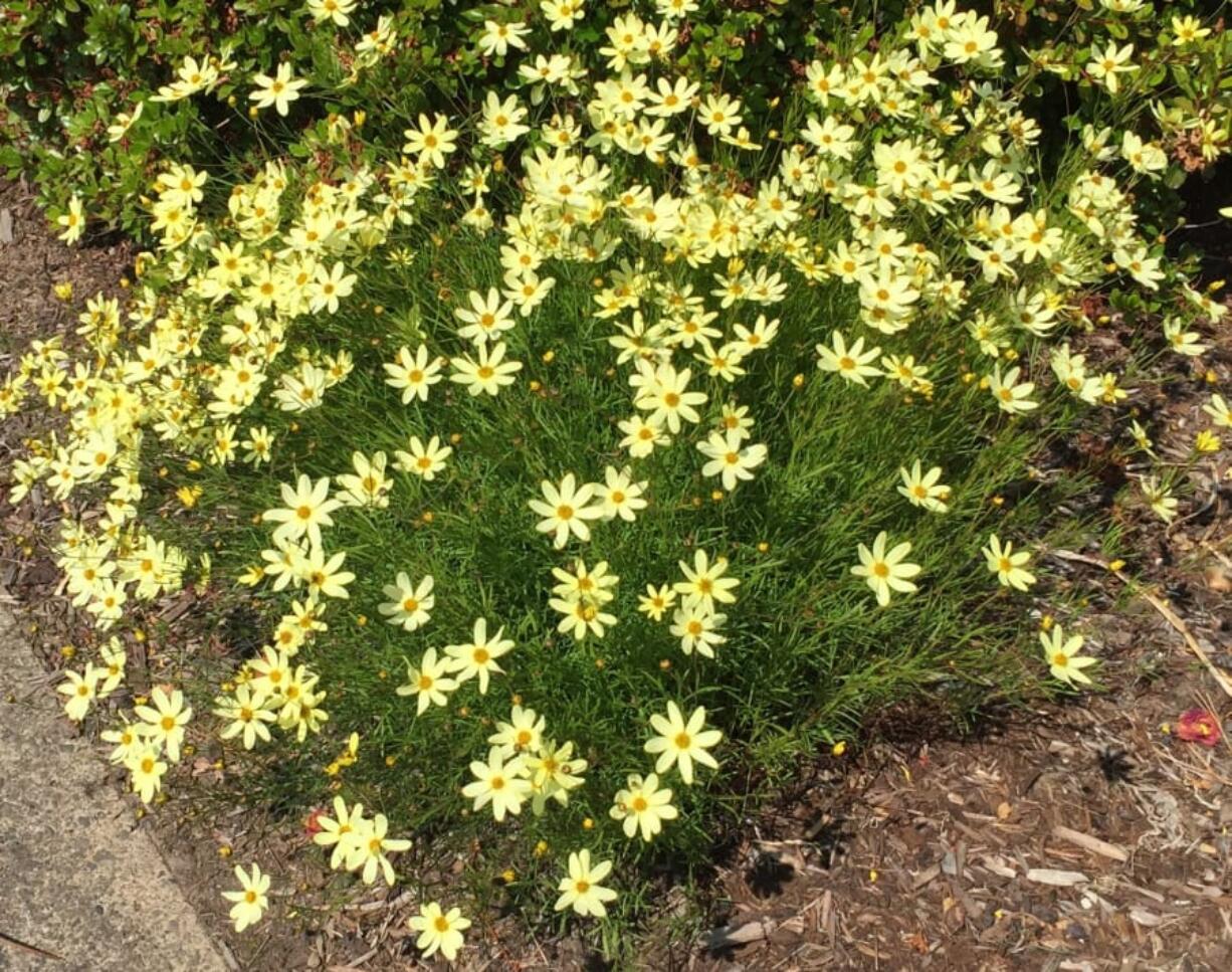 Coreopsis Moonbeam (Photos by Allen Wilson)