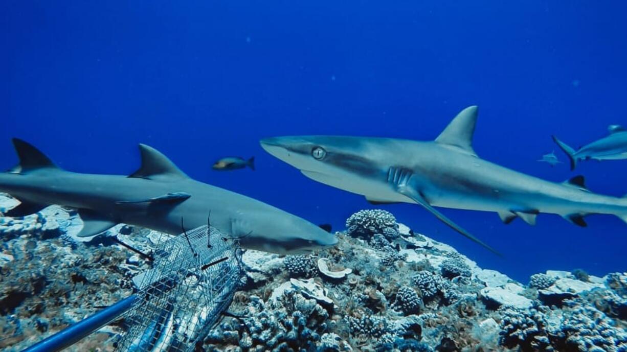 Reef shark populations are healthy in protected areas or inaccessible locations where fishing pressure is extremely low. They may be the last reefs on the planet to still harbor healthy densities of sharks, according to the Florida International University study.