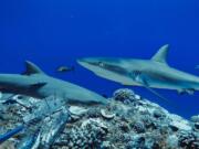 Reef shark populations are healthy in protected areas or inaccessible locations where fishing pressure is extremely low. They may be the last reefs on the planet to still harbor healthy densities of sharks, according to the Florida International University study.