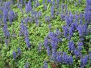 Ajuga in bloom (Allen Wilson)